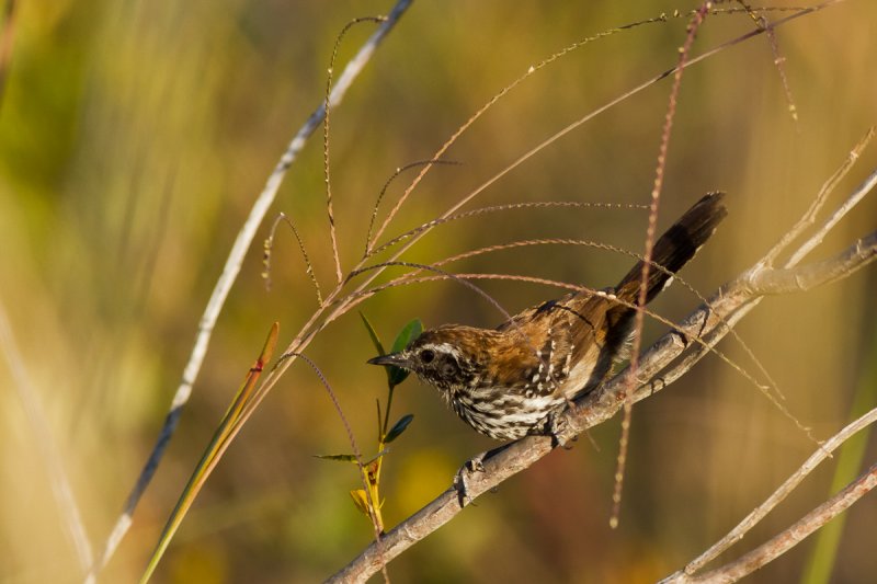 Sincor Antwren (Formicivora grantsaui)