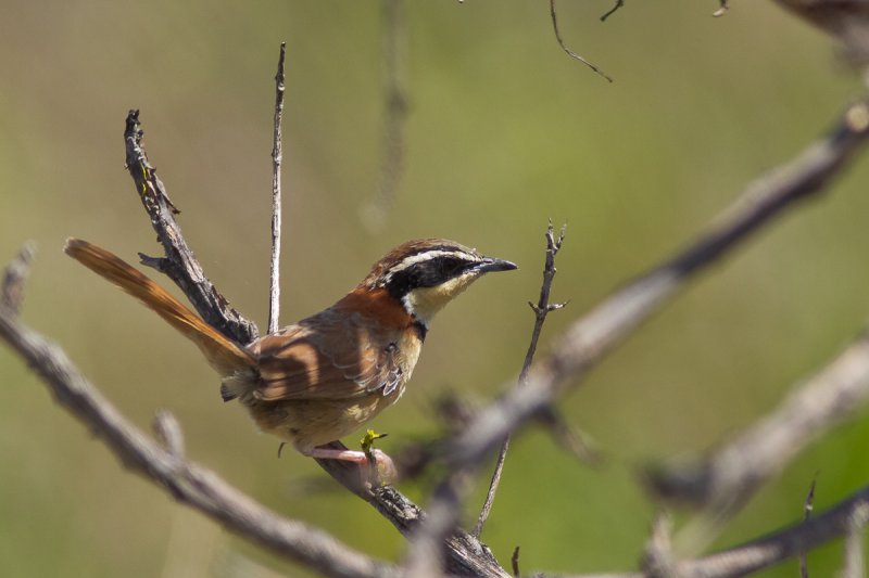 Collared Crescentchest (Melanopareia torquata)