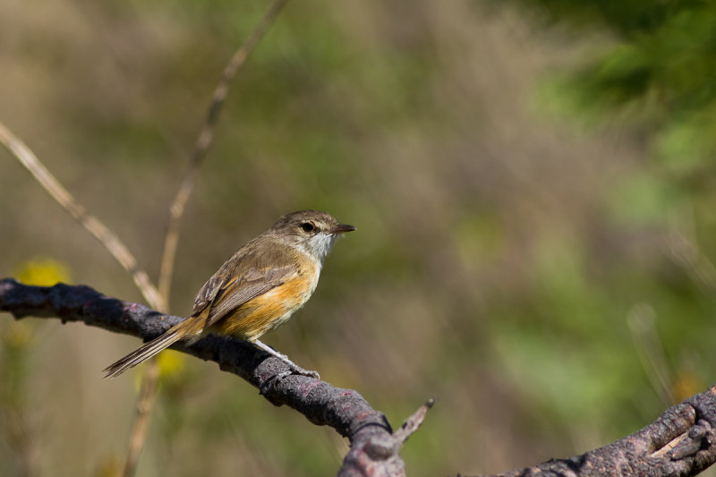 Rufous-sided Pygmy Tyrant (Euscarthmus rufomarginatus)