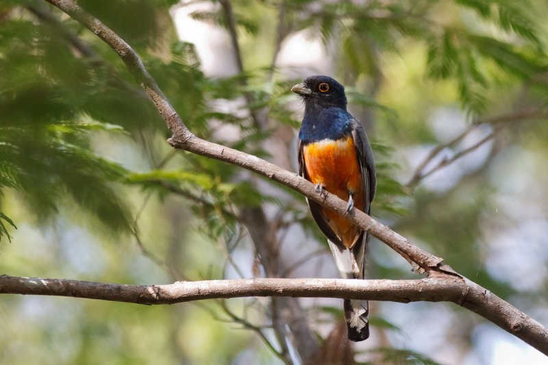 Surucua Trogon (Trogon surrucura)