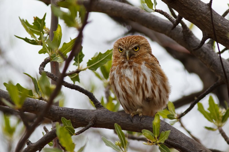 Ferruginous Pygmy Owl (Glaucidium brasilianum)