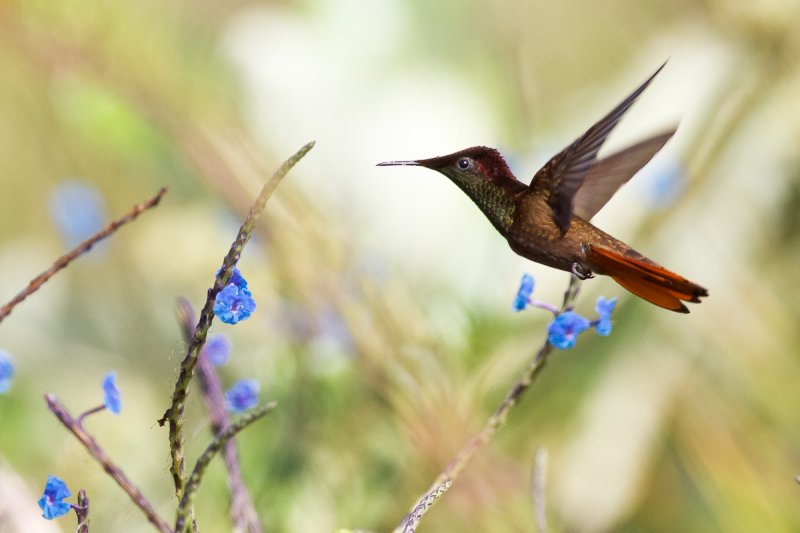 Ruby-topaz Hummingbird (Chrysolampis mosquitus)