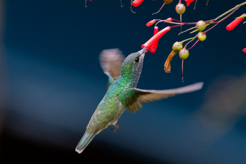 Glittering-throated Emerald (Chionomesa fimbriata)