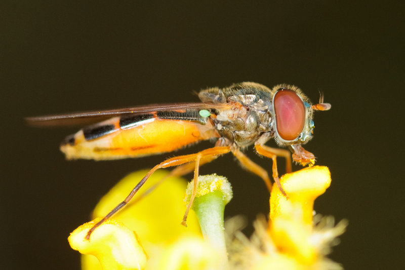 Diptera sp.