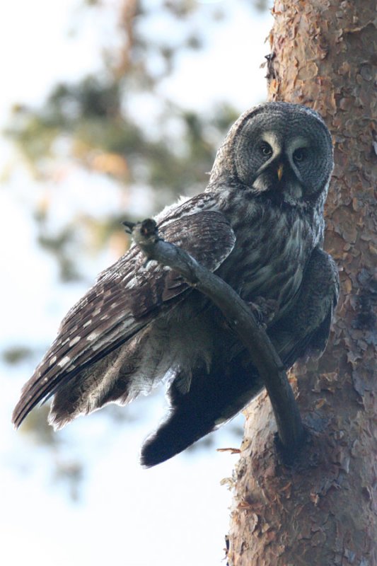 Great Grey Owl (Strix nebulosa)
