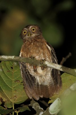 Mindoro Boobook (Ninox mindorensis)