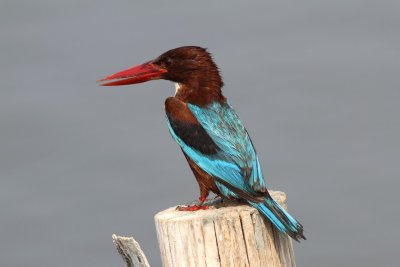 White-throated Kingfisher (Halcyon smyrnensis)