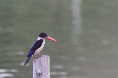 Black-capped Kingfisher (Halcyon pileata)