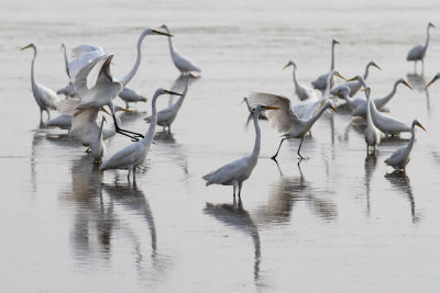A siege of white herons