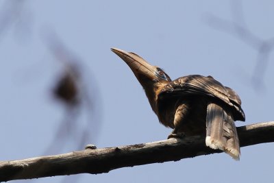 Tickell's Brown Hornbill (Anorrhinus tickelli)