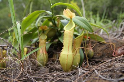 Pitcher plant (Nepenthes mindanaoensis)