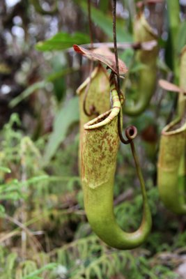 Pitcher plant (Nepenthes mindanaoensis)