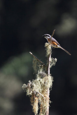 Mountain Shrike (Lanius validirostris hachisuka)