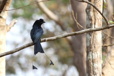 Greater Racket-tailed Drongo (Dicrurus paradiseus)