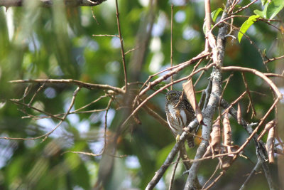 Asian Barred Owlet (Glaucidium cuculoides)