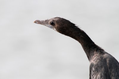 Little Cormorant (Microcarbo niger)