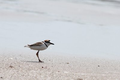 Malaysian Plover (Charadrius peronii)