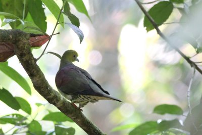 Wedge-tailed Green Pigeon (Treron sphenurus)