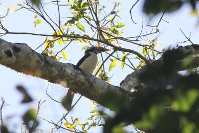 Mindoro Hornbill (Penelopides mindorensis)