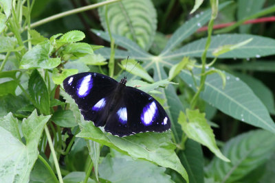 Mimic (Hypolimnas misippus)