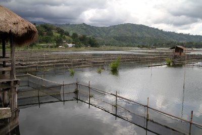 Tilapia farms