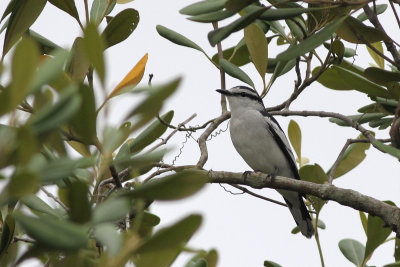 Pied Triller (Lalage nigra)