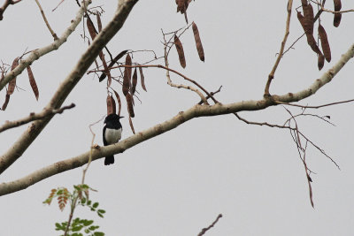 Philippine Magpie-Robin (Copsychus mindanensis)