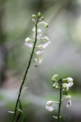 Calanthe sp.