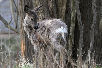 Western Roe Deer (Capreolus capreolus)