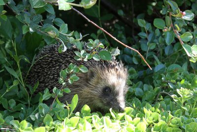 Western European Hedgehog (Erinaceus europaeus)