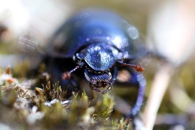 Forest Dung Beetle (Anoplotrupes stercorosus)