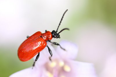 Scarlet Lily Beetle (Lilioceris lilii)