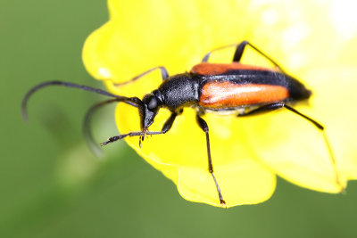 Black-tailed Longhorn Beetle (Strangalia melanura)