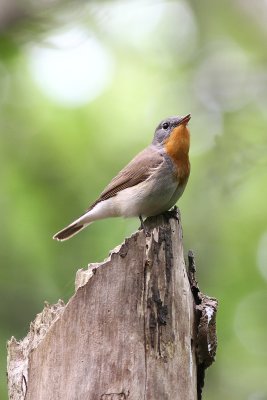 Red-breasted Flycatcher (Ficedula parva)