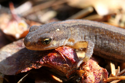 Smooth Newt (Lissotriton vulgaris)