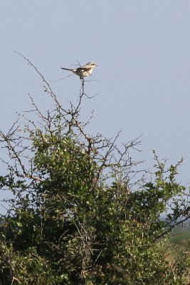 Mauryan Grey Shrike (Lanius lahtora pallidirostris)