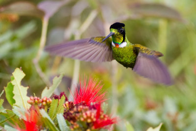 Hooded Visorbearer (Augastes lumachella)