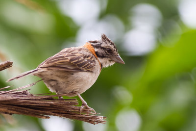 Rufous-collared Sparrow (Zonotrichia capensis)