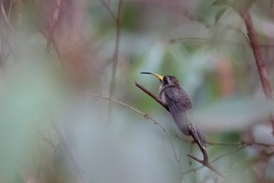 Broad-tipped Hermit (Anopetia gounellei)