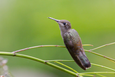 Ruby-topaz Hummingbird (Chrysolampis mosquitus)