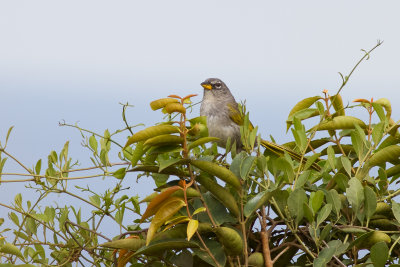 Serra Finch (Embernagra longicauda)