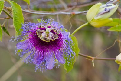 Passiflora sp.