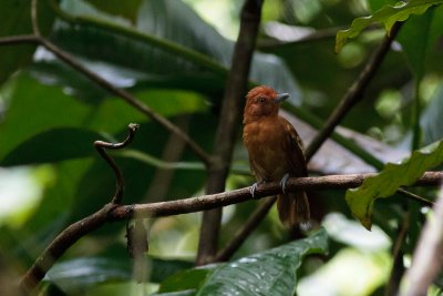 White-shouldered Antshrike (Thamnophilus aethiops distans)