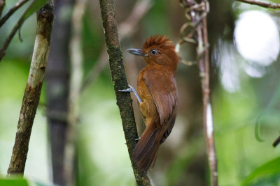 White-shouldered Antshrike (Thamnophilus aethiops distans)