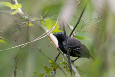 Southern White-fringed Antwren (Formicivora grisea)