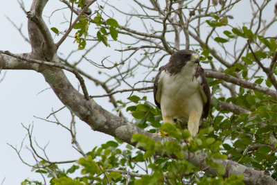 Short-tailed Hawk (Buteo brachyurus)