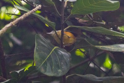 Orange-bellied Antwren (Terenura sicki)