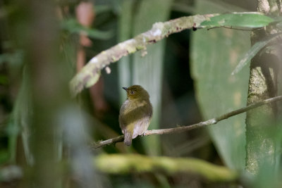 Band-tailed Manakin (Pipra fasciicauda)