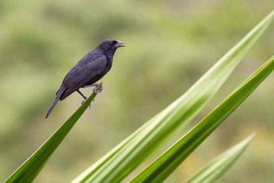 Chop Blackbird (Gnorimopsar chopi)