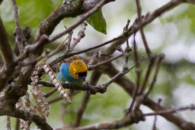 Gilt-edged Tanager (Tangara cyanoventris)